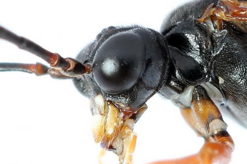 Tenthredo sp.